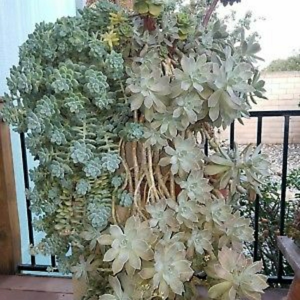 ECHEVERIA  EXTRAVAGANZA SUCCULENTS 10 CUTTINGS